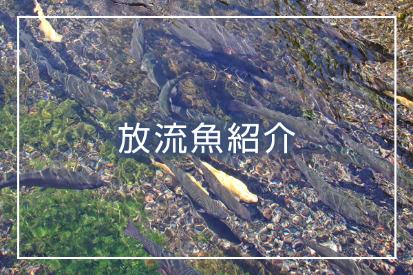 放流魚情報